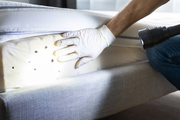 Best Pest Control for Homes  in Pacific, MO